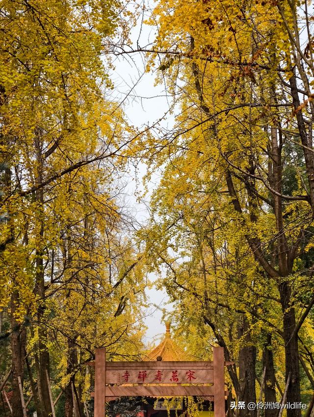 成都徒步（71）·昭觉寺银杏&升仙湖水杉