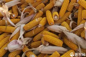 玉米价格最新行情：全国范围内涨多跌少，今日玉米多少钱一斤？图片