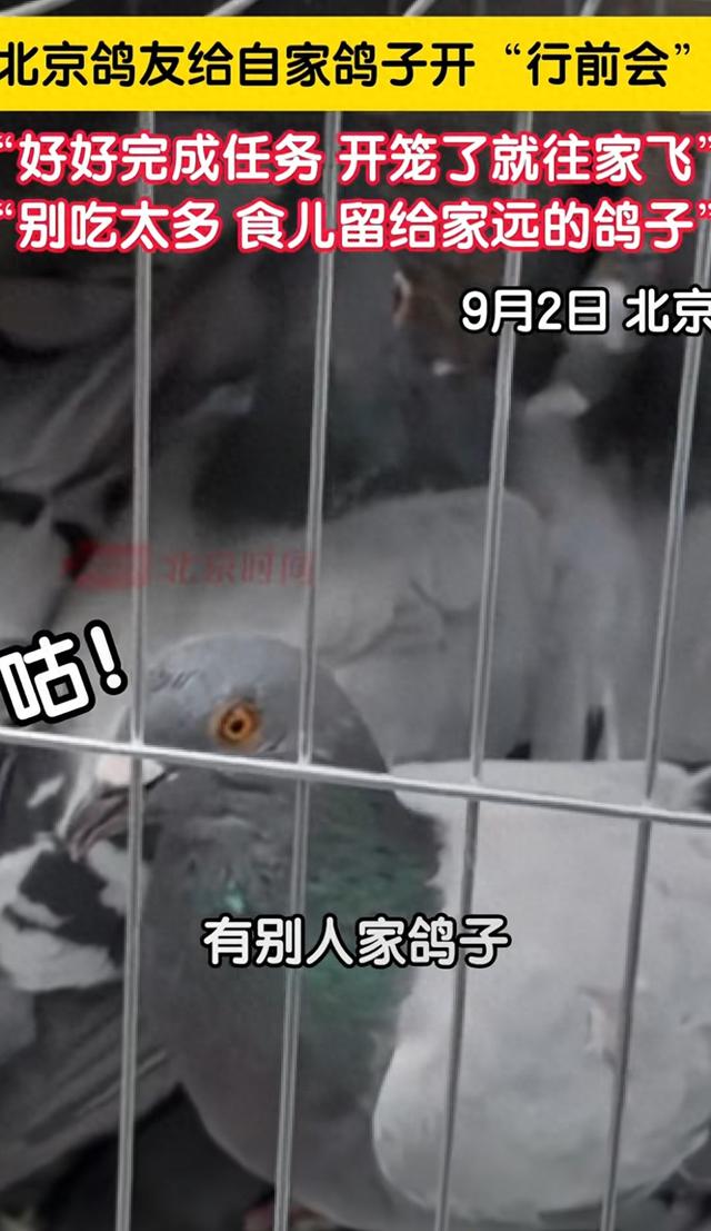 九三阅兵结束后的“小意外”！信鸽走失几十只，北京网友开启偶遇
