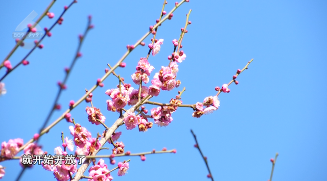 白玉兰绽放、松鼠互动体验，这里有点好玩哦