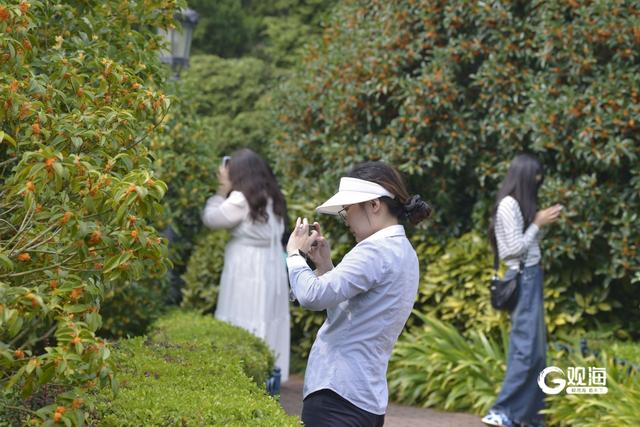 金秋限定！青岛中山公园桂花飘香