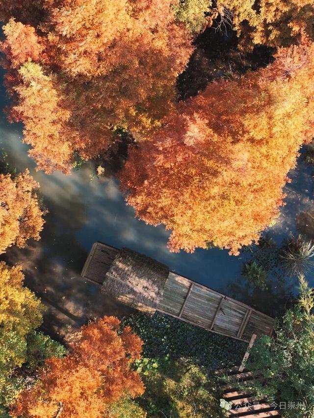 “杉杉”来了！崇州免门票小众宝藏秘境