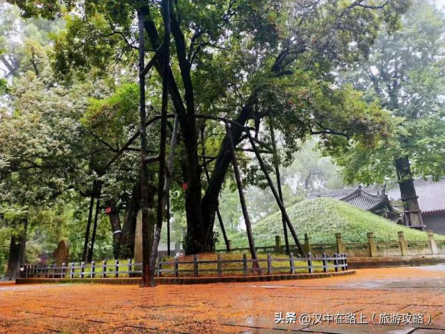 秋雨落汉中，桂香漫全城（最佳赏桂打卡点推荐）