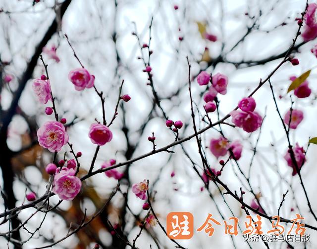 寒梅朵朵独自开 暗香浮动醉游人