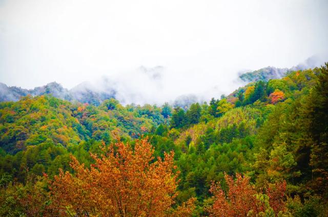来洋县华阳!赴一场秋日之约~