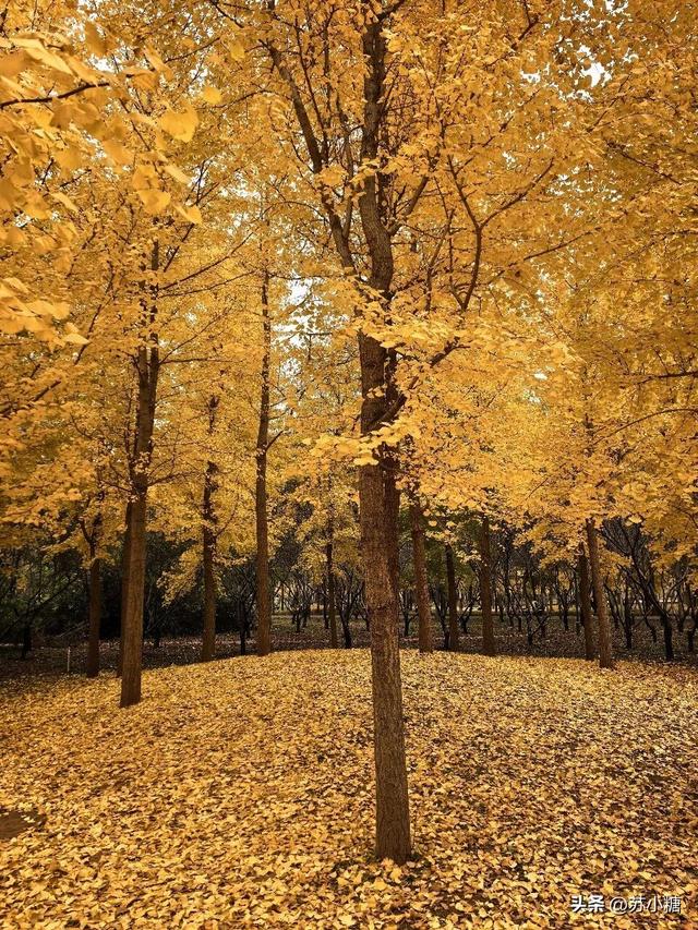 【石家庄】河北经贸大学银杏节预览，随手一拍都是壁纸