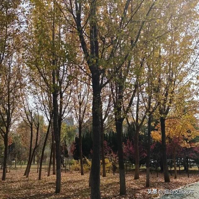 【乐游烟台】一键收藏！烟台海阳的秋天，把浪漫都洒在了这里