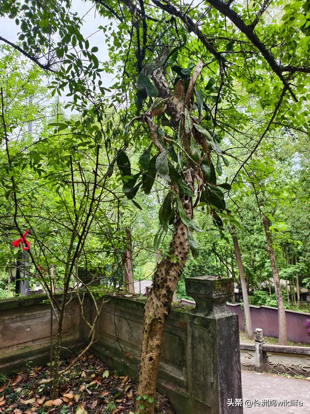 成都徒步（64）·新津篇③观音寺