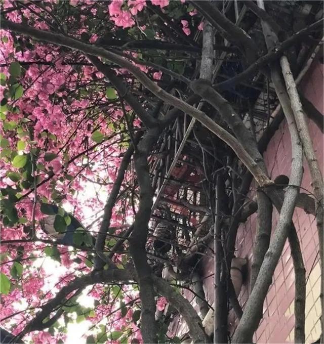 看,高27米“花瀑布”从楼顶倾泻而下!