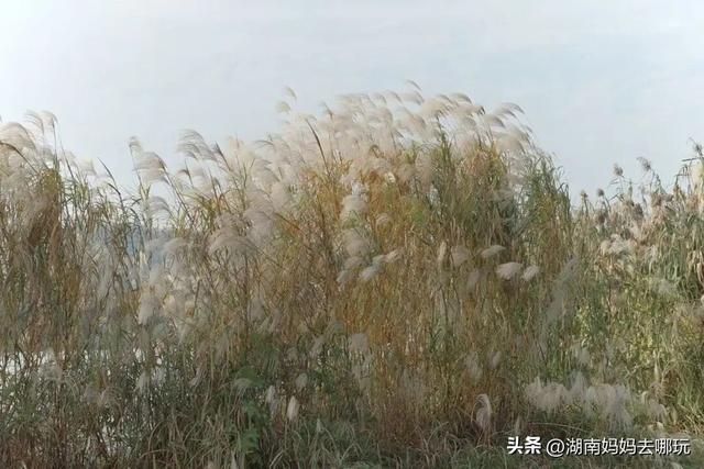 冬日遛娃就去长沙“济州岛”！水杉染红，芦苇摇浪，0元解锁 “橘子海” 日落
