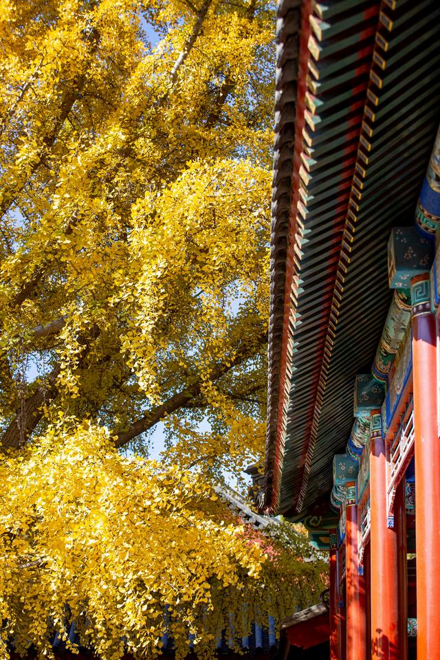 中山公园赏银杏