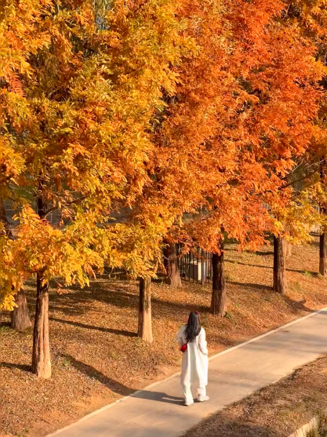 西安城区4个绝美秋景打卡地！