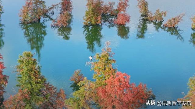 滇池南岸：水杉染秋意 湿地如画卷