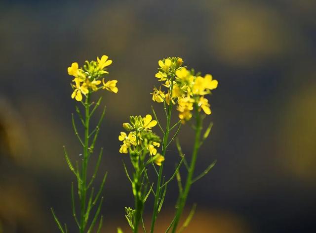 陇南油菜花提前开放，今天可以约起走！