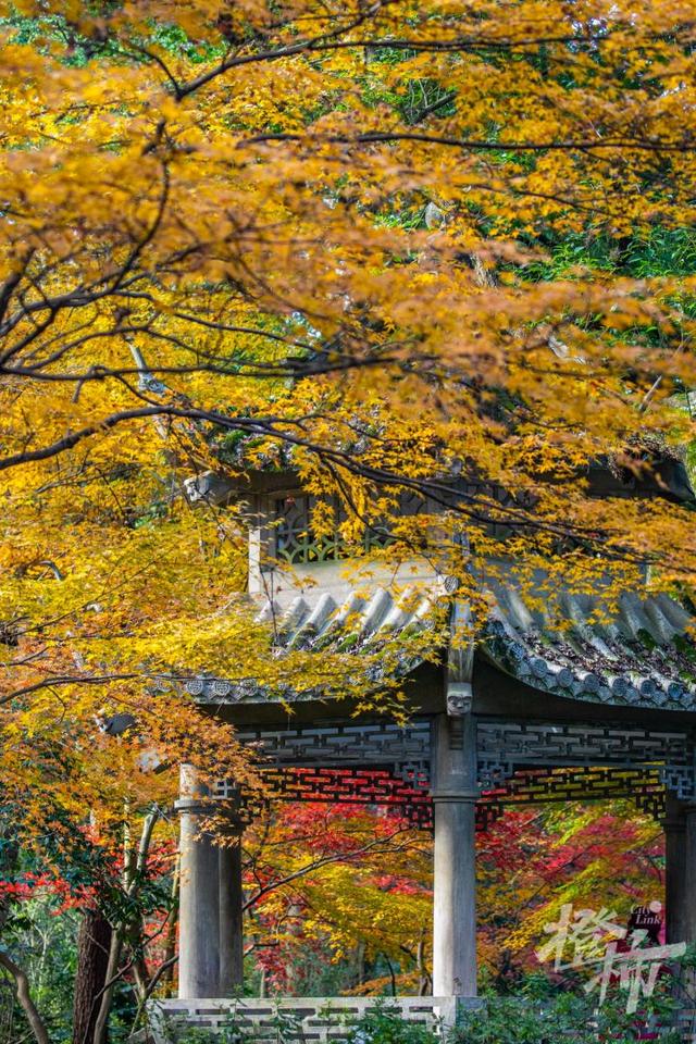 杭州最近美“枫”了，红枫和鸡爪槭还“傻傻分不清楚”？