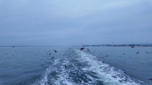 不打卡也能爱上青岛！轮渡追海鸥和早市啃馒头，体验本地人生活