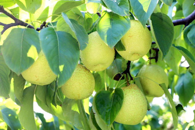 寻味“牛县”阳信的N种风雅