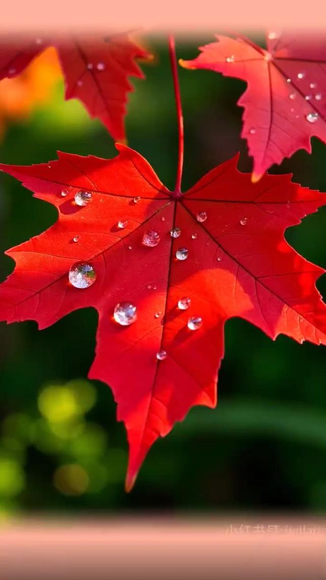 大巴山安康美景新韵—你我在雨中雨中邂逅
