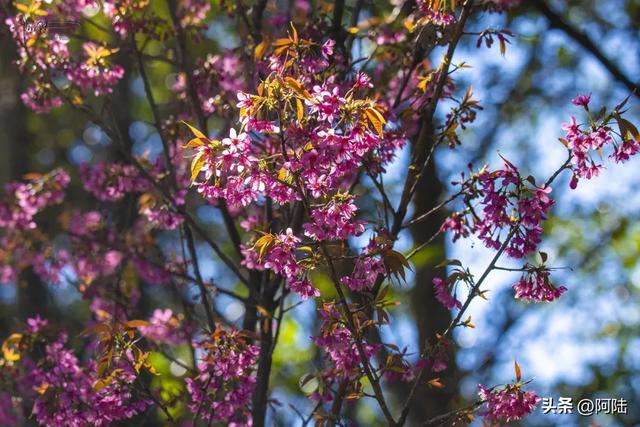 灵鹫山的野樱花快谢了，今年还没看的就别去打扰无为寺的清静啦