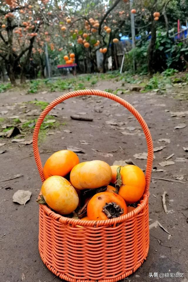 免费推荐!成都0.5h秋日免费打野攻略!摘柿子/板栗/八月瓜/野梨