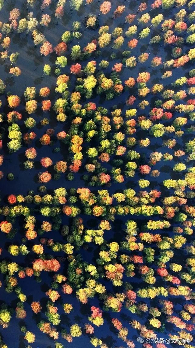 别去日本了！新洲的“同款”风景，美得更懂你