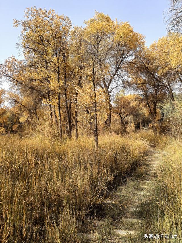 2025环南疆沙漠铁路背包自由行日记(4)——游览泽普金湖杨景区