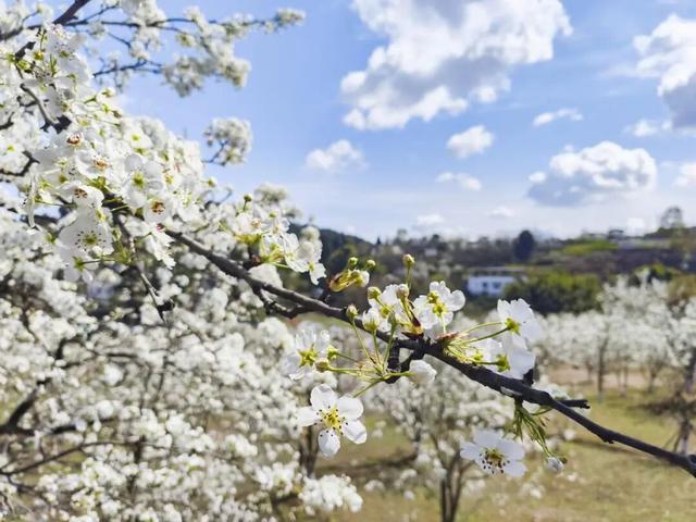 全部免费！成都春日赏花攻略来了，梨花、桃花、李花都开好了！
