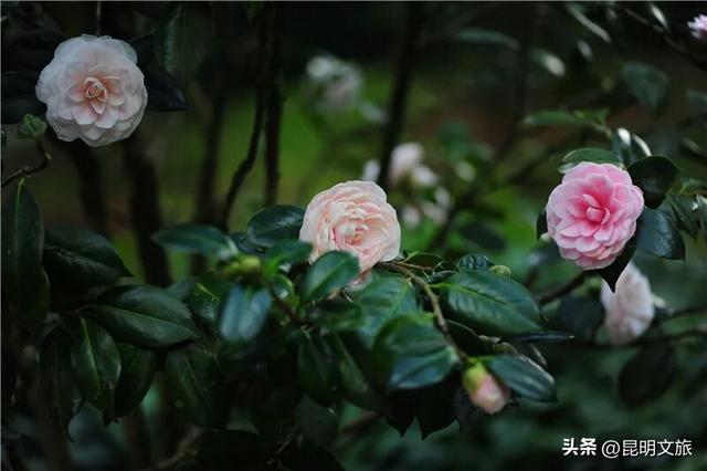 昆明限定浪漫！金殿 “花” 式浪漫等你来解锁→