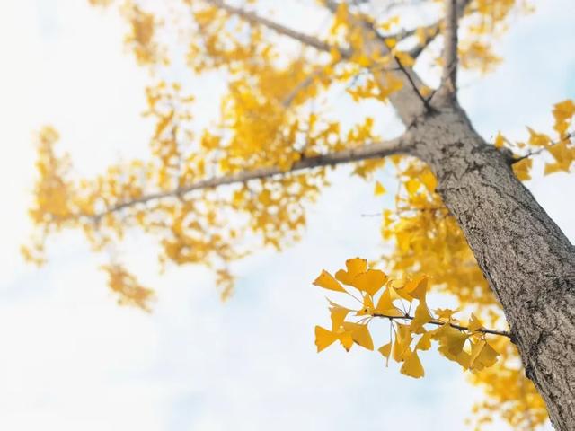 霜染银杏黄,涟水美翻天