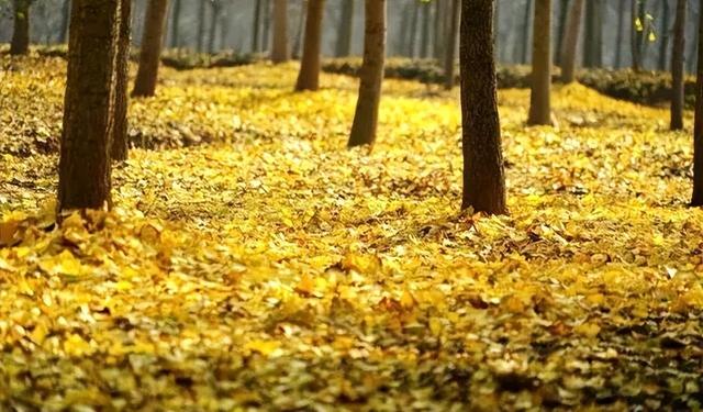 含“金”量100%！是时候来仁寿，邂逅一抹银杏黄啦~