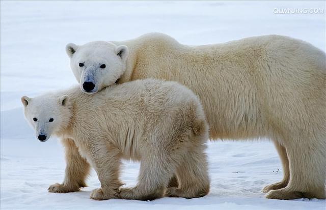 1176种生物研究实锤：为啥哺乳动物雌性更长寿？科学揭秘进化逻辑