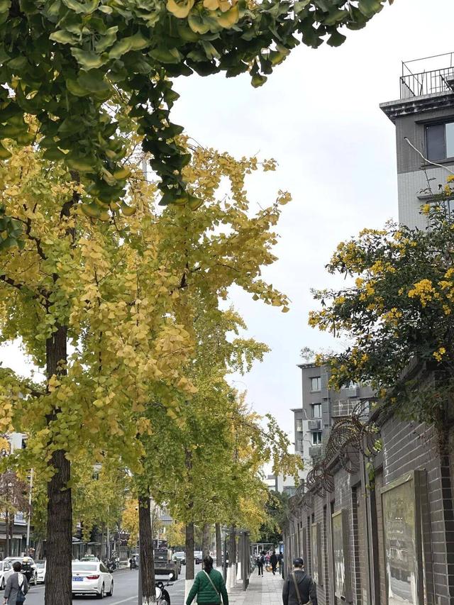 【美丽四川】寒冬将至 银杏初黄