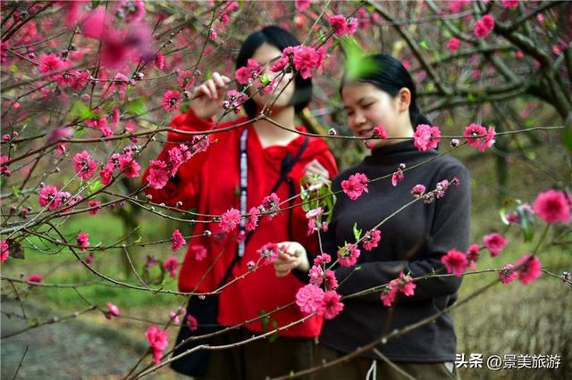 宏图大展正当时 佛山三水“世外桃源”万株桃花盛放迎客