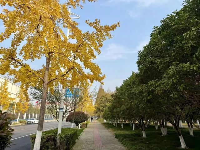 20天“落叶不扫”！青浦这条路，藏着秋冬的出片密码→