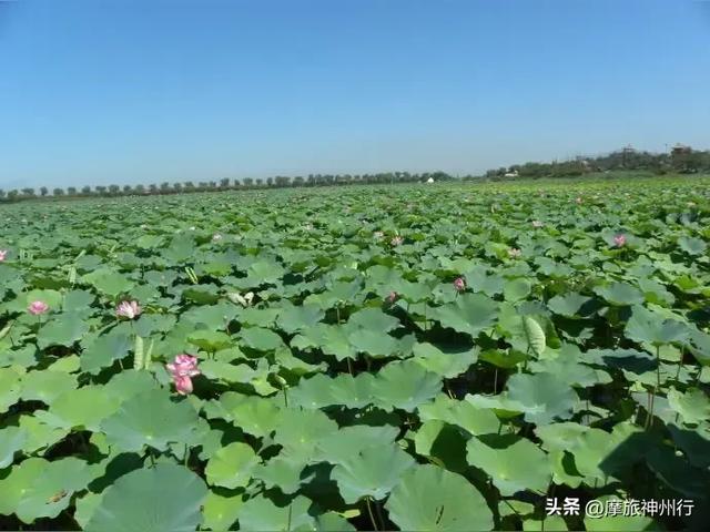 芦苇荷花共绘诗意画卷，渔舟唱晚风景醉人心田。