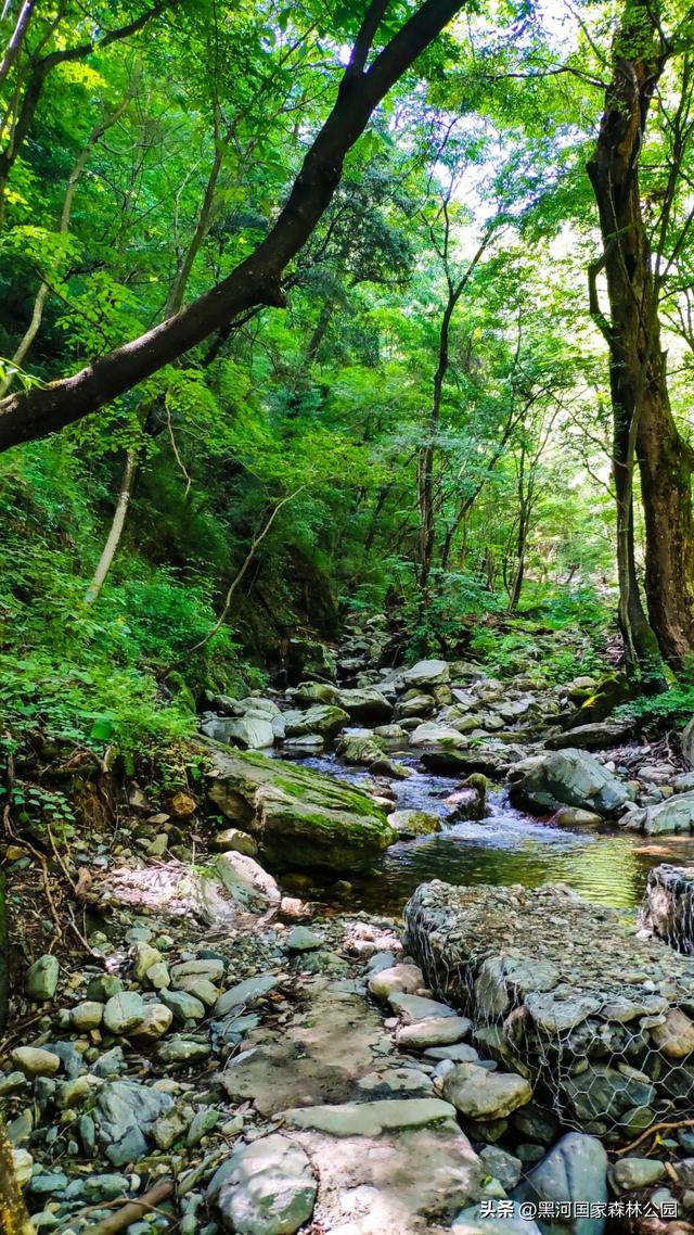 坐落于秦岭深处的黑河森林公园，正美得更肆无忌惮