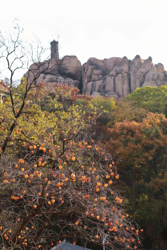 你去看了吗？日照这座山迎来了一年最好看的时候！