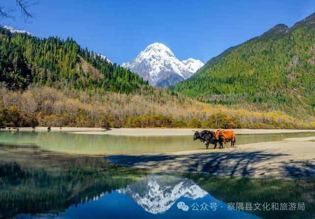 「辉煌60年·新时代西藏答卷」绝美！西藏小江南的秋色天花板，美到窒息！