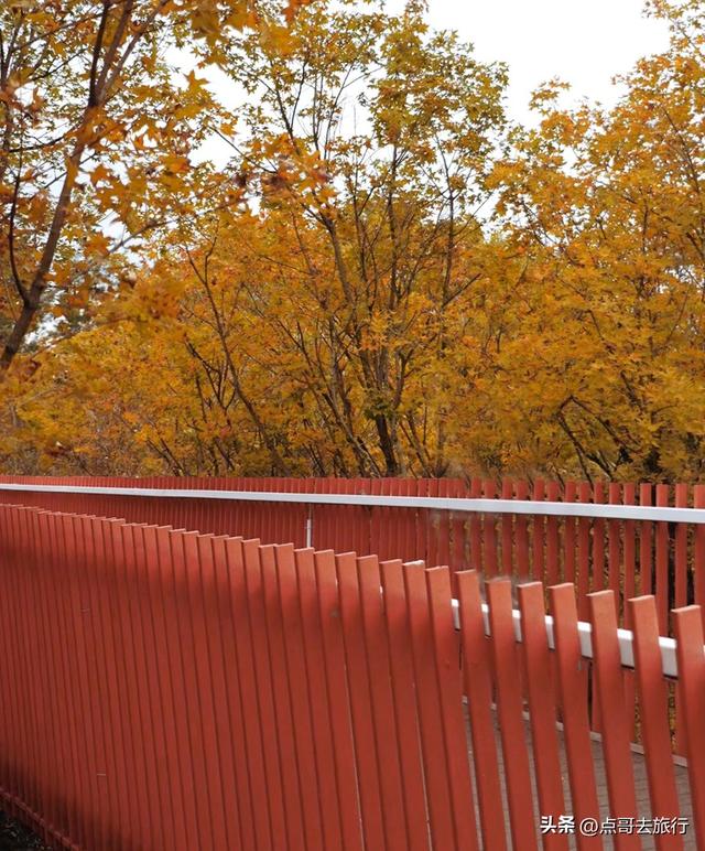 成都这4个彩林会爆火，既壮观又唯美，全部免费，地铁公交直达！