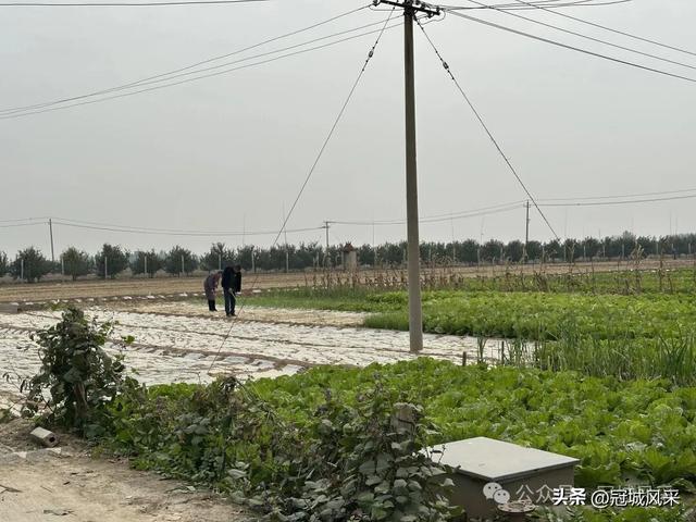 冠县乡韵·桑阿镇野场村