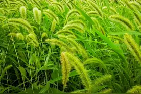 狗尾巴草又叫狗尾草，光明草，戴眼镜的把它当宝，它的价值知多少图片