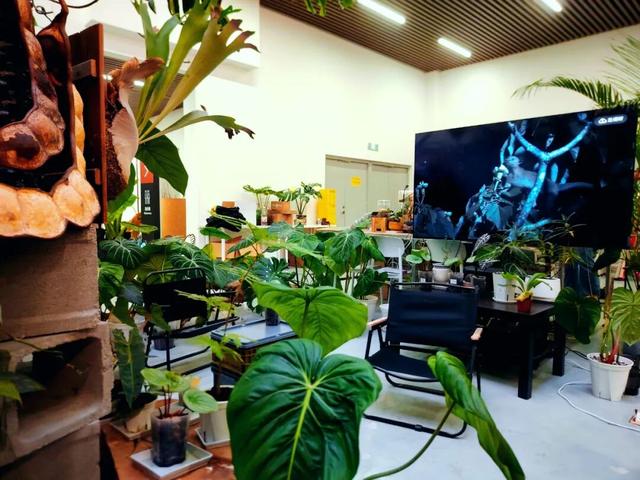 咖啡香里赏雨林？这个冬天，到五大道公园寻找暖意绿洲