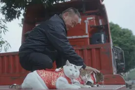 养猫的人和养人的猫图片