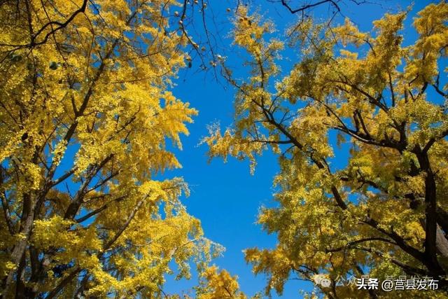 今天实拍！浮来山银杏，一树鎏金映古寺