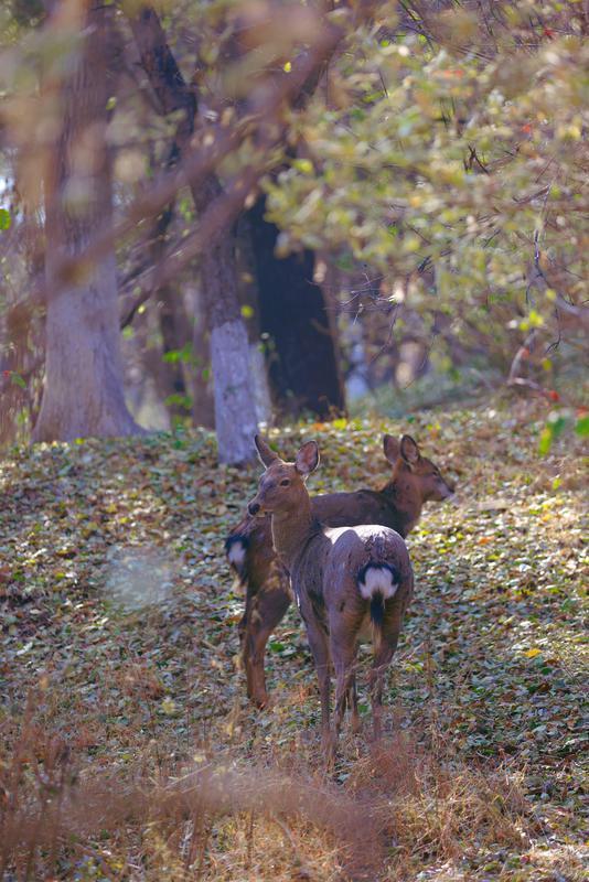 秋之彩色吉林｜层林尽染，鹿影翩跹！这里的秋天美成一首诗