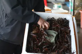 价格狂降！浙江正大量上市，有商家一天卖掉4000斤图片