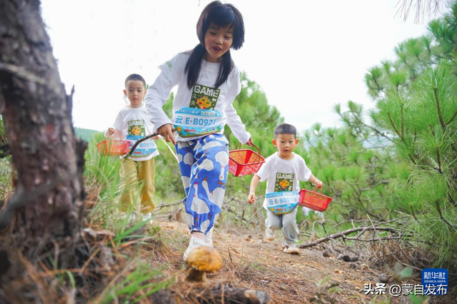 云南旅居新时尚：当采野生菌成为体育比赛