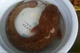 钓鲶鱼，这样钓就行了！上的都是巨物，最大一条我钓过十二斤！图片
