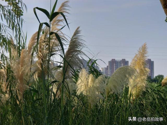 又是一年芦花开