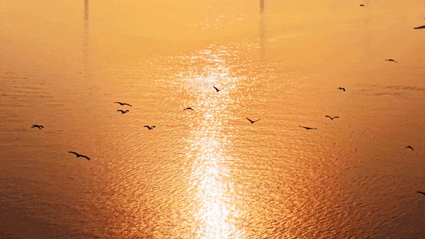 沙漠踏雪，只在武汉，最佳观赏期到了！